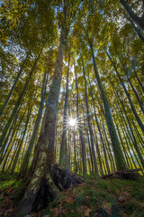 Nice poplar trees from bottom view in a sunny day in Spain