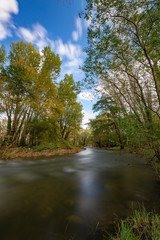 Fototapeta na wymiar Poplar forest on the riverside, long exposure picture