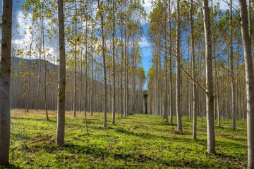Nice rows from a poplar trees in a sunny day in Spain