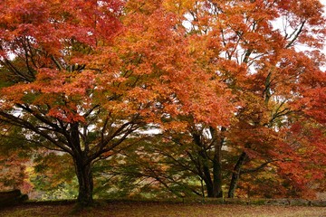 岡城跡の石垣と紅葉のコラボレーションが美しい秋の風景
