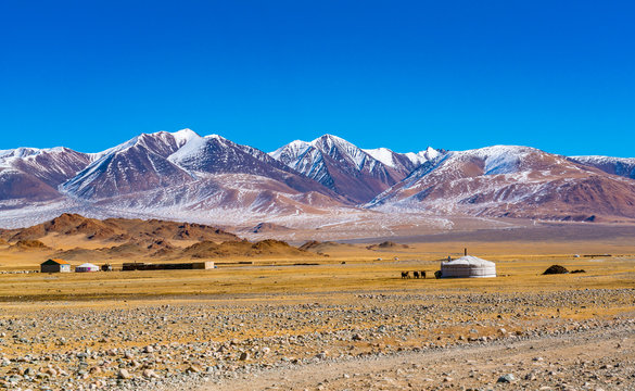 Fototapeta View of Mongolian ger with the herd of sheep and cow on the yellow steppe