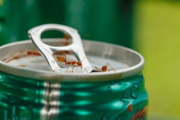 Ants for food on cans drink water, macro