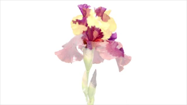 Iris flowers isolated on white background, animation appearance with watercolor spots.