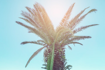 Tropical palm illuminated by sun (toned)
