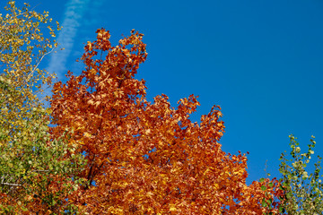 Fototapeta na wymiar Bright colorful autumn