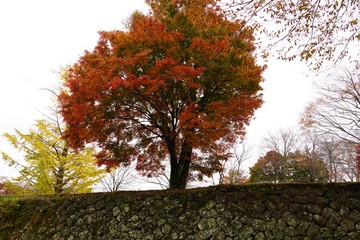 岡城跡の石垣と紅葉のコラボレーションが美しい秋の風景