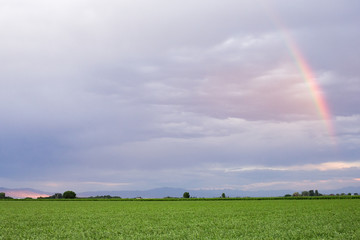 Vaches dans un pr&eacute;s