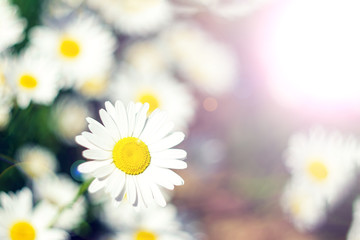 Fototapeta premium daisies in summer on a green background