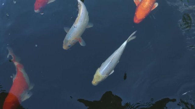 Koi fish, koi, animal, background, white, golden, carp, colorful, red,4k