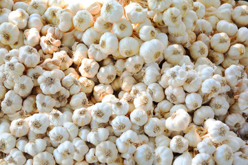 Group of white garlic stacks texure background