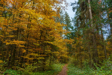 Gelbe Bäume im Herbst