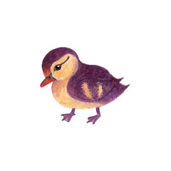 Duck watercolor isolated . Duck on white background. Watercolor hand painted illustration of Duck.