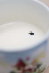 Fly Swimming in Milk