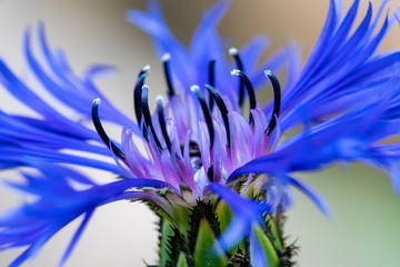 Enlarged close up of a bluebonnet or corn flower
