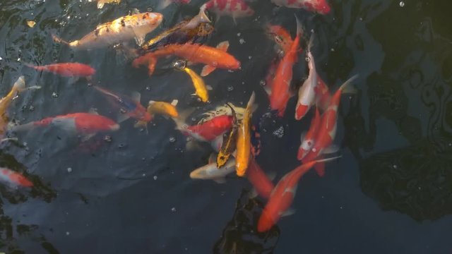Koi fish, koi, animal, background, white, golden, carp, colorful, red,4k