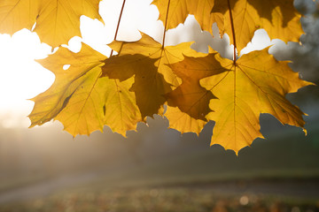 Tree branches with yellow autumn leaves