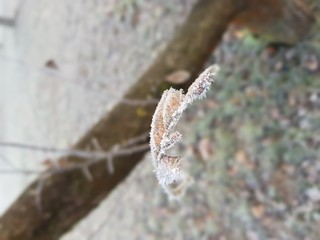 frost on leaves