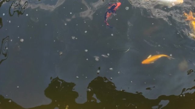 Koi fish, koi, animal, background, white, golden, carp, colorful, red,4k