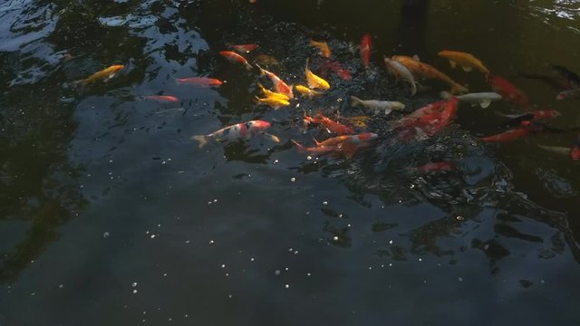 Koi fish, koi, animal, background, white, golden, carp, colorful, red,4k