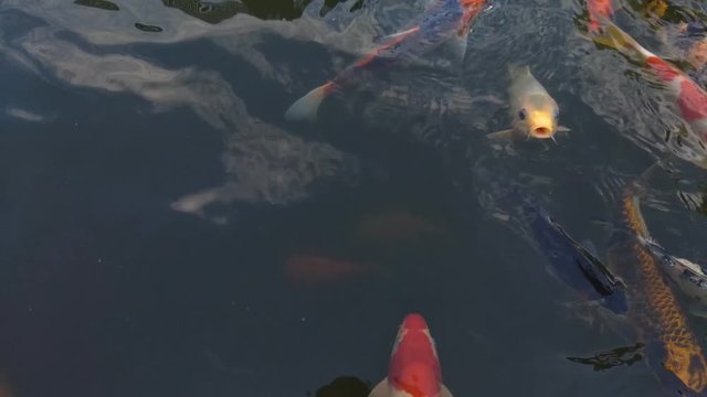 Koi fish, koi, animal, background, white, golden, carp, colorful, red,4k