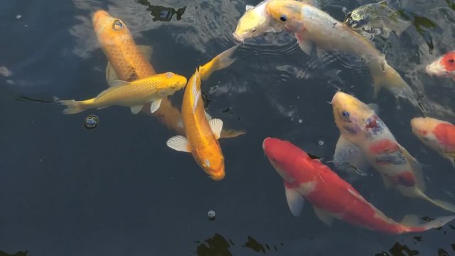Koi fish, koi, animal, background, white, golden, carp, colorful, red,4k
