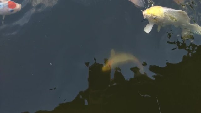 Koi fish, koi, animal, background, white, golden, carp, colorful, red,4k