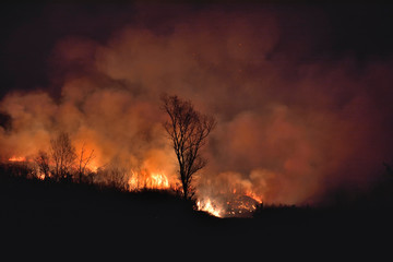 Forest fire 28