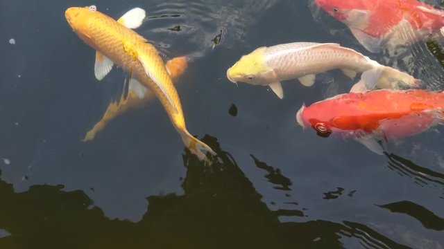 Koi fish, koi, animal, background, white, golden, carp, colorful, red,4k