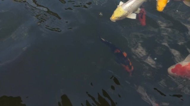 Koi fish, koi, animal, background, white, golden, carp, colorful, red,4k