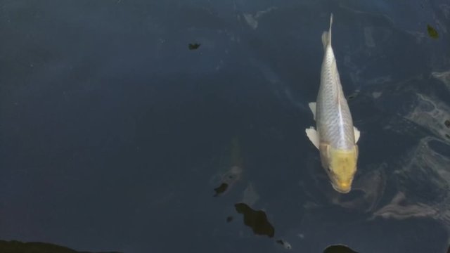 Koi fish, koi, animal, background, white, golden, carp, colorful, red,4k