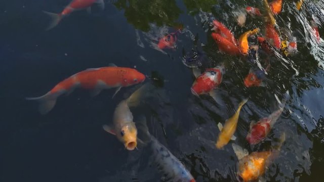 Koi fish fish, koi, animal, background, white, golden, carp, colorful, red,4k