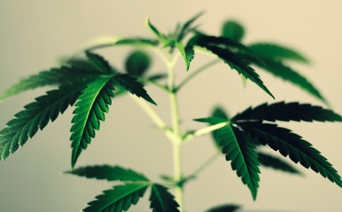 Leaves of cannabis with warm light