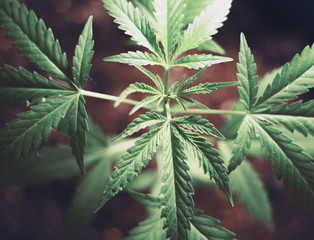 Leaves of cannabis in warm tones