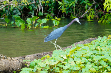 Little blue heron perched on a trunk in a river in costa rica