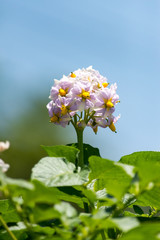 ジャガイモの花