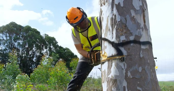 Lumberjack cutting tree in the forest 4k