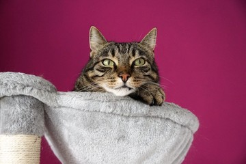 Tigerkatze auf einem Katzenbaum