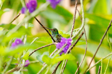 Hummingbird perched on a branch in the jungle of Costa Rica