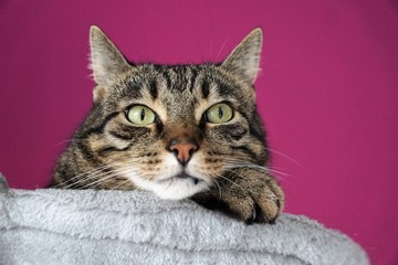 Obraz premium Tygrys kot na drzewie kota