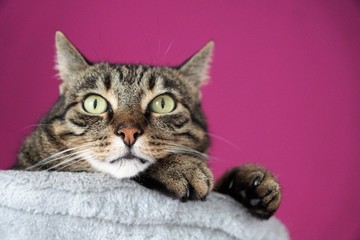 Tigerkatze auf einem Katzenbaum