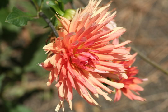 DAlias 