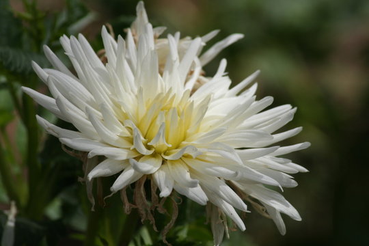 DAlias 