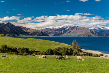 Fototapeta premium Sheep on a field near Lake Hawea with mountains in the background, Sounh Island, New Zealand