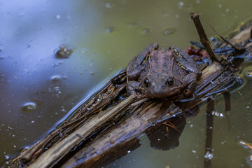 Frogs