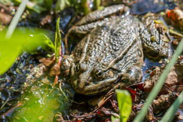 Frogs