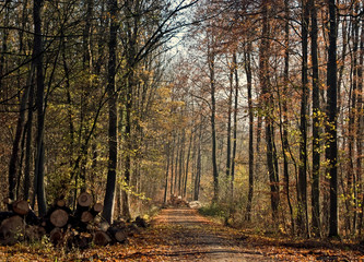 Fototapeta premium Waldspaziergang 