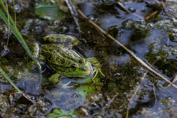 Frogs