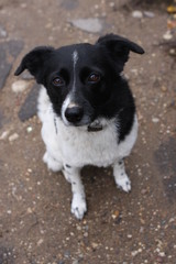 Верный друг