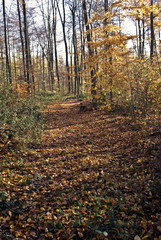 im Novemberwald unterwegs