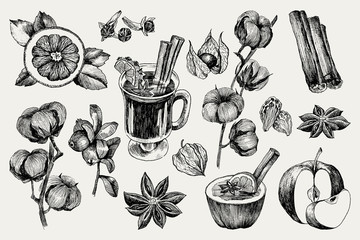 Mulled Wine and spices, orange, apple, cinnamon, carnation, anise, berry, clove, cotton, physalis. Hand drawn vector Illustration. Set in sketch style. Classical winter drink. - 234638034